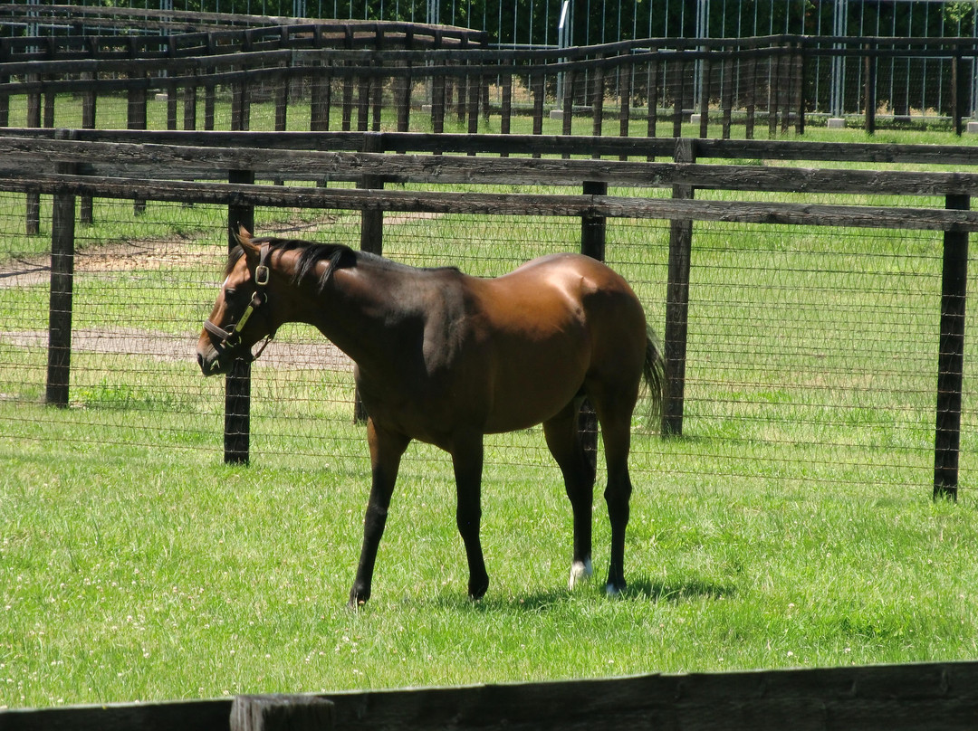 Shadai Stallion Station-安平町必去景点
