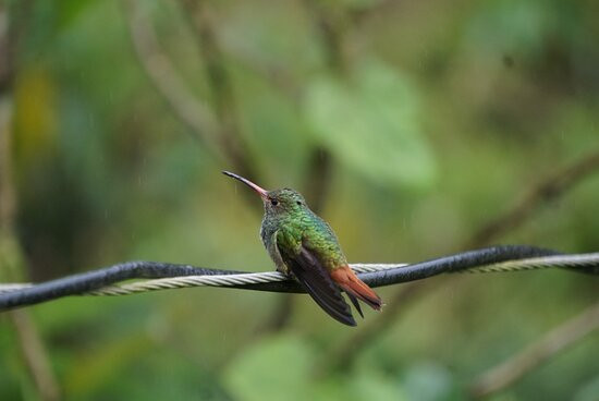 Mindo Reisen Im Nebelwald-明多必去景点
