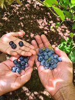 Habitat Nursery and Orchards景点图片