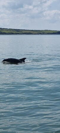 Dolphin Discovery-Kilrush必去景点