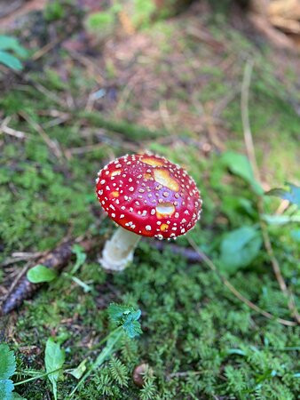 Wasserfall-Erlebnisweg Ehrwald-埃尔森林市必去景点