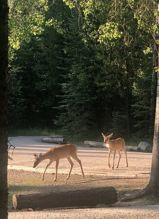 Bowman Lake-冰河国家公园必去景点
