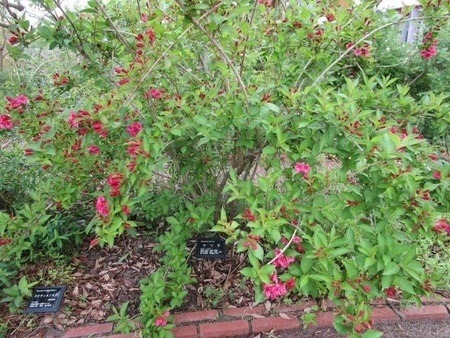 Fukuoka University Herb Garden景点图片