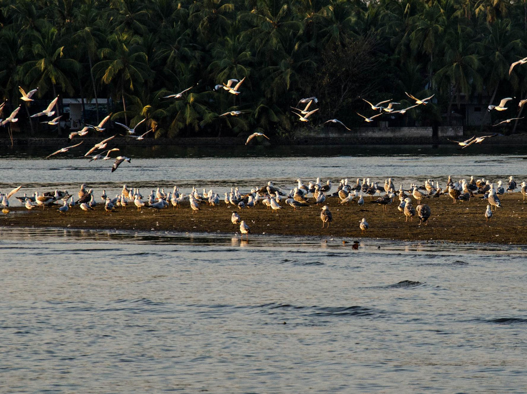 Kadalundi Bird Sanctuary景点图片