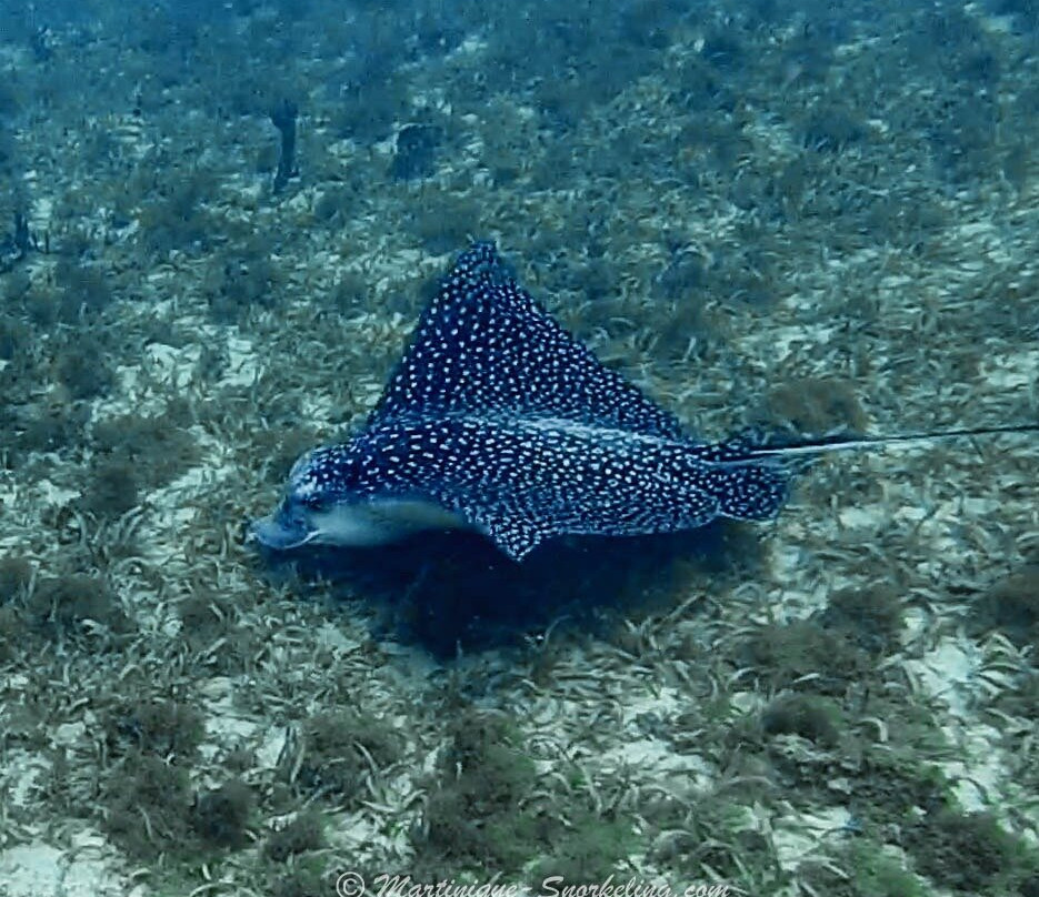 Les Aquanautes - Martinique Snorkeling-Le Marin必去景点