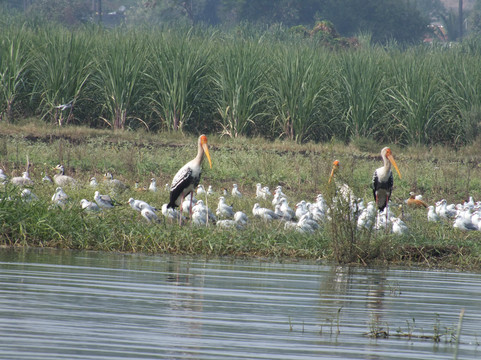 Bhigwan旅游攻略图片