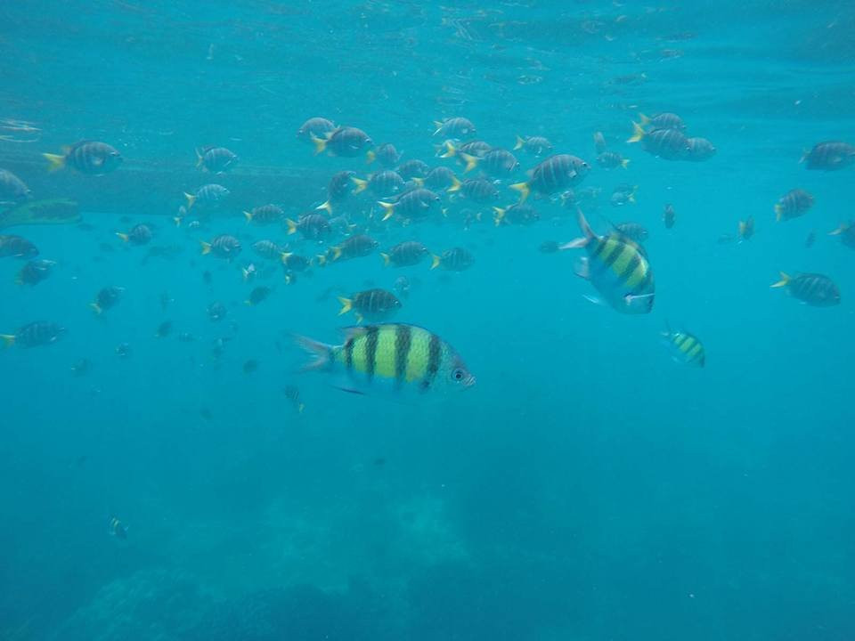 芬西水上探险之旅景点图片