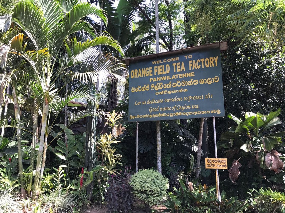 Orange Field Tea Factory景点图片
