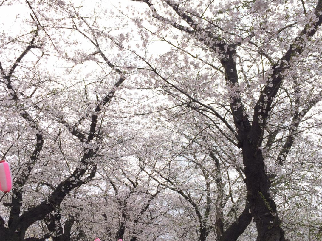 Namari Onsen Ski Resort景点图片