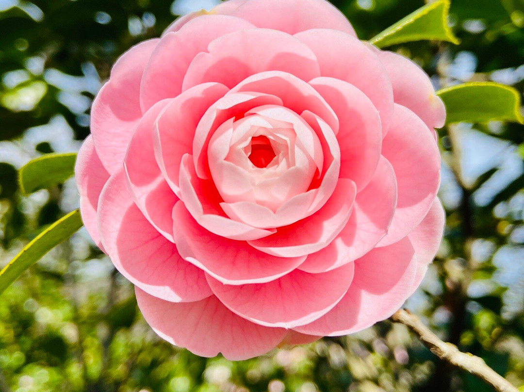 Camellia Park-洛迦诺必去景点