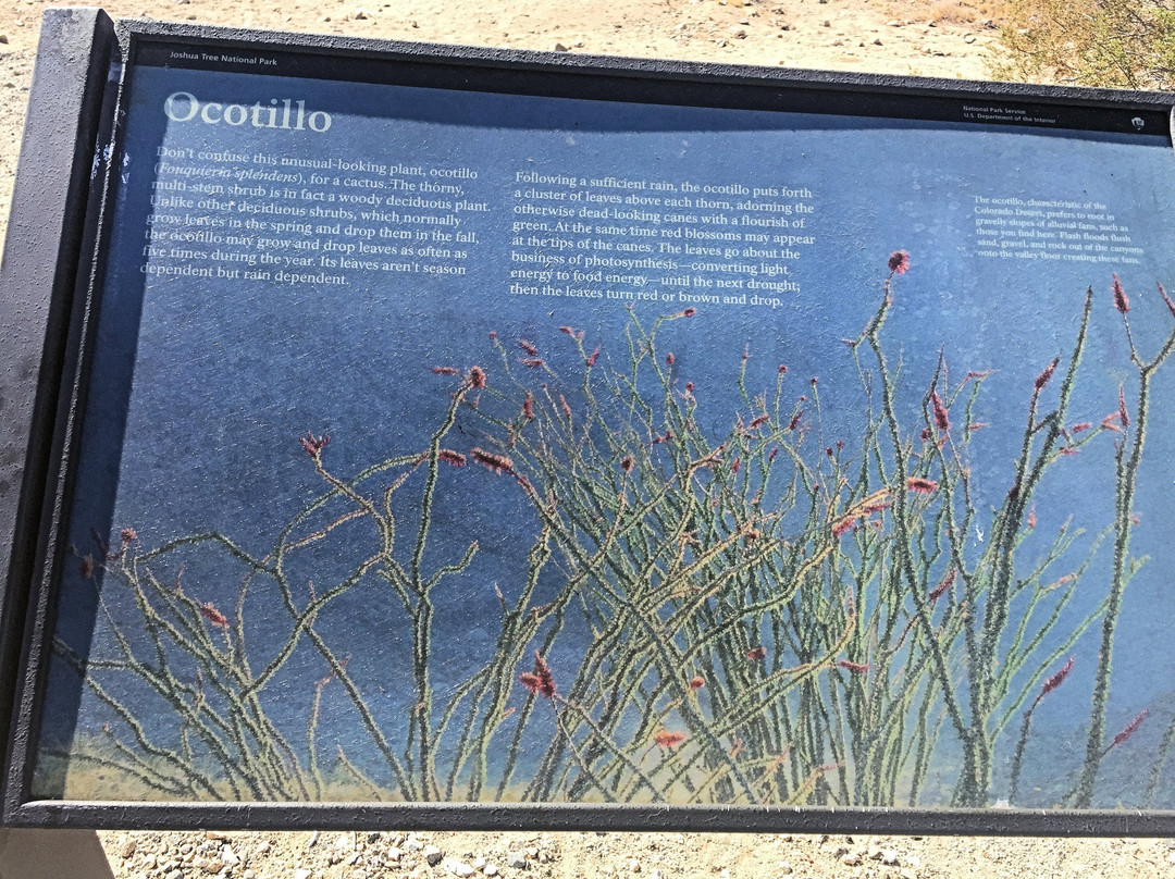 Ocotillo Patch-约书亚树必去景点