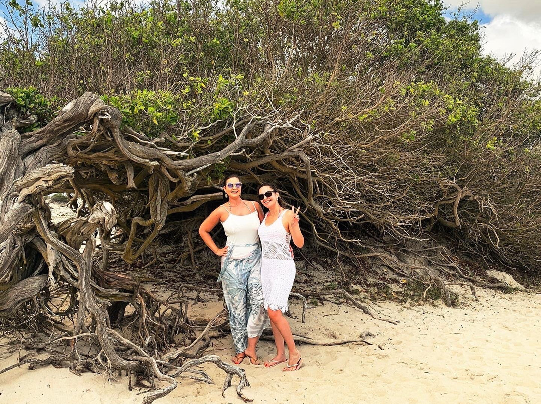 Árvore da Preguiça-杰里科科拉必去景点