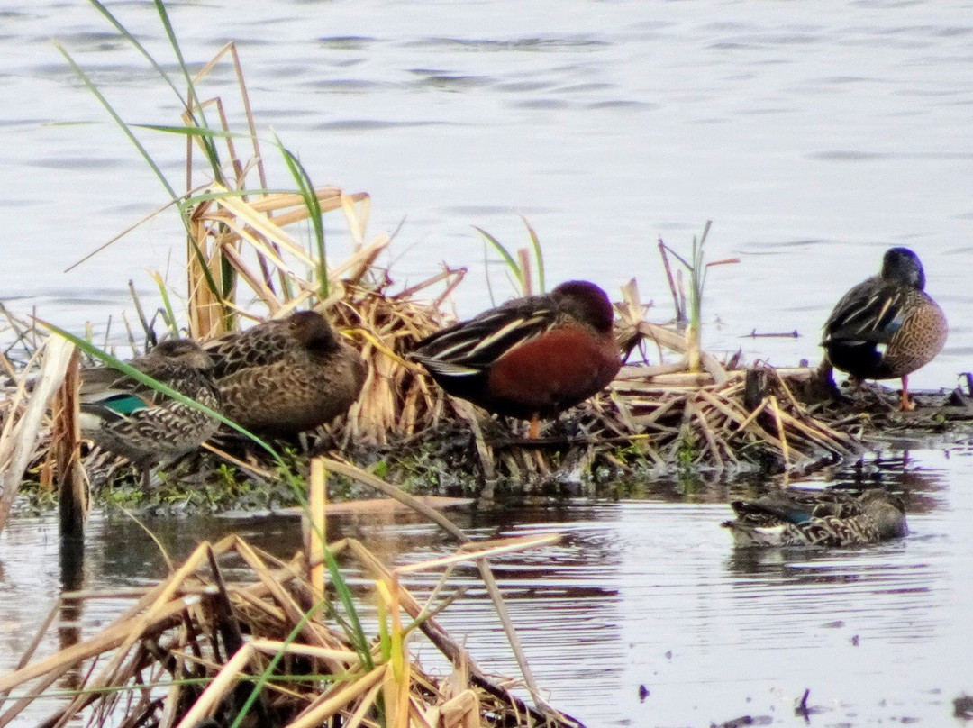 San Bernard National Wildlife Refuge-Brazoria必去景点