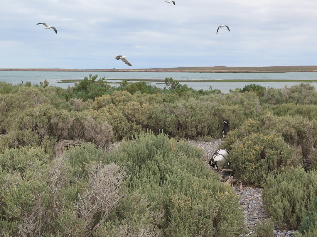 Reserva natural Provincial Ria Deseado-Puerto Deseado必去景点