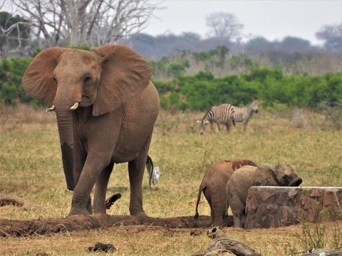 Michael Savana Safari-瓦塔木必去景点