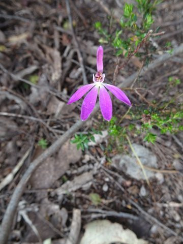 Henry Somerset Orchid Reserve景点图片