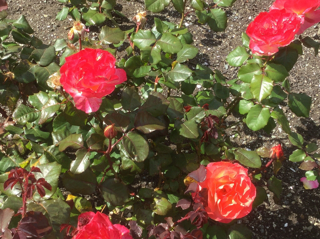 Lady Norwood Rose Garden景点图片