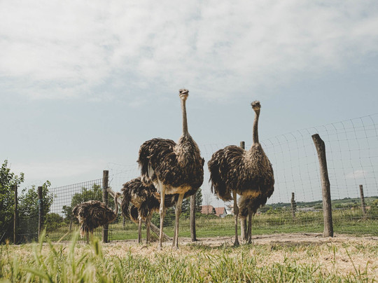 Weingut Und Straußenfarm Wimmer-Oggau am Neusiedler See必去景点