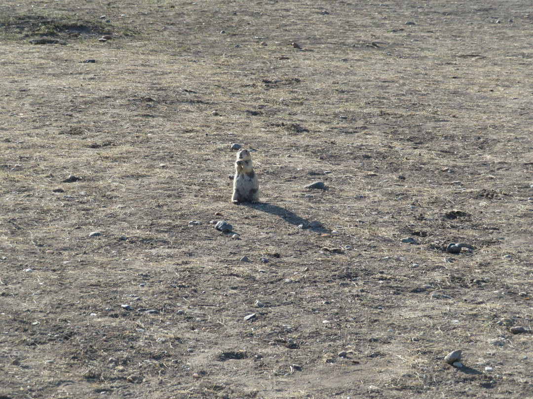 Roberts Prairie Dog Town景点图片