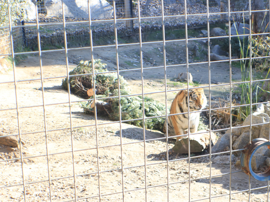 Project Survival's Cat Haven-Dunlap必去景点