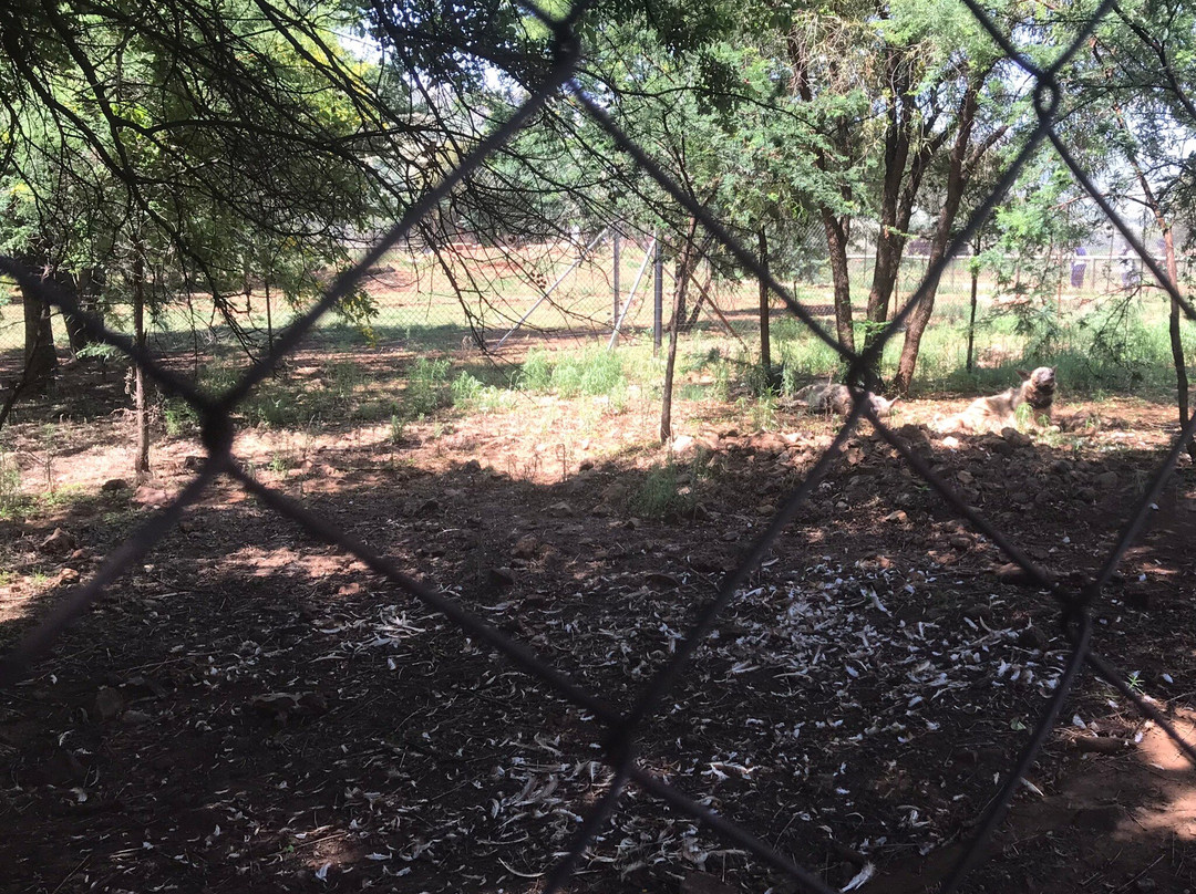 Lion Walk Safari-Brits必去景点