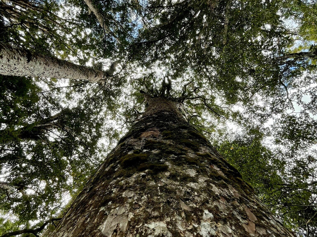 Manginangina Kauri Walk景点图片