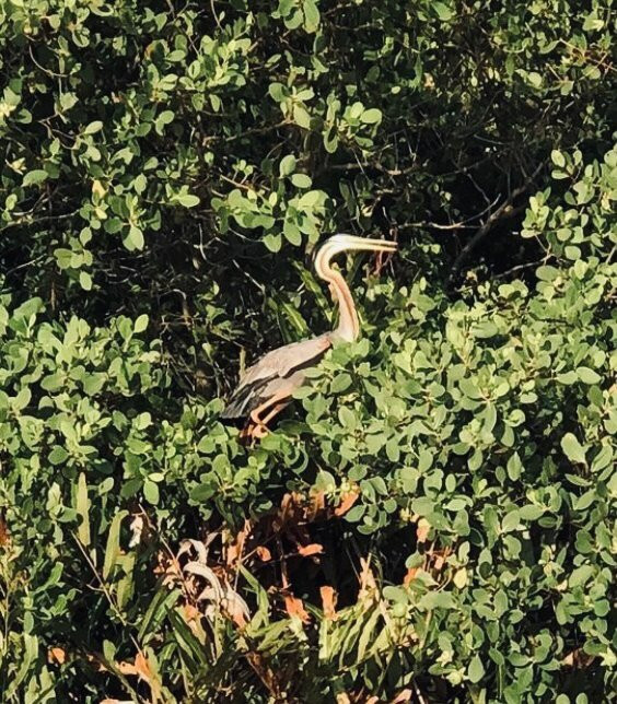 Mawella Bird Sanctuary Bird Watching-唐卡拉必去景点