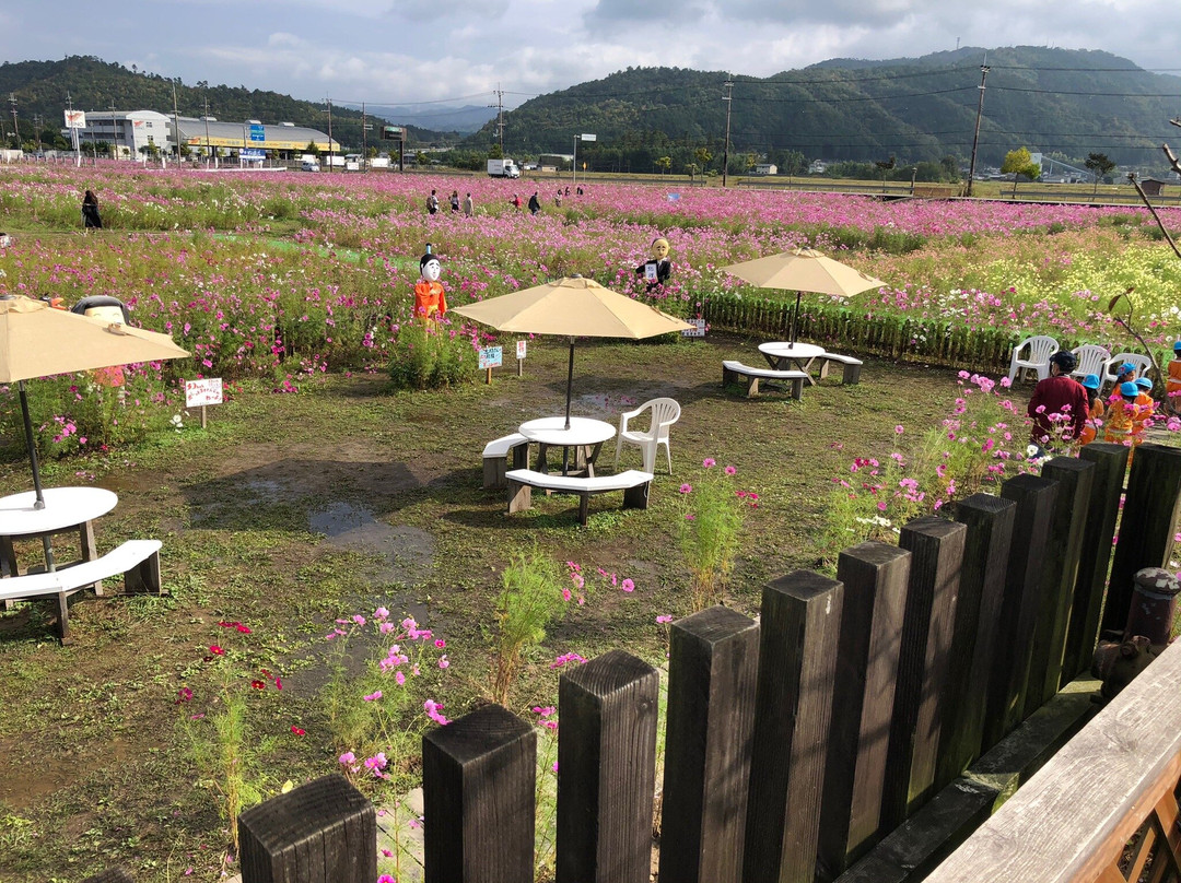 Kyoto Tamba, Kameoka Yumecosmos Garden-龟冈市必去景点