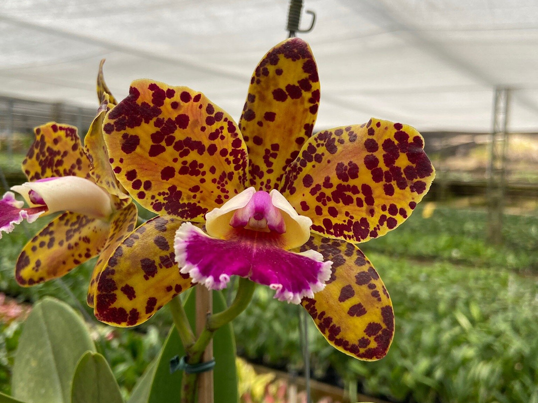 Orquidário Binot-彼得罗波利斯必去景点