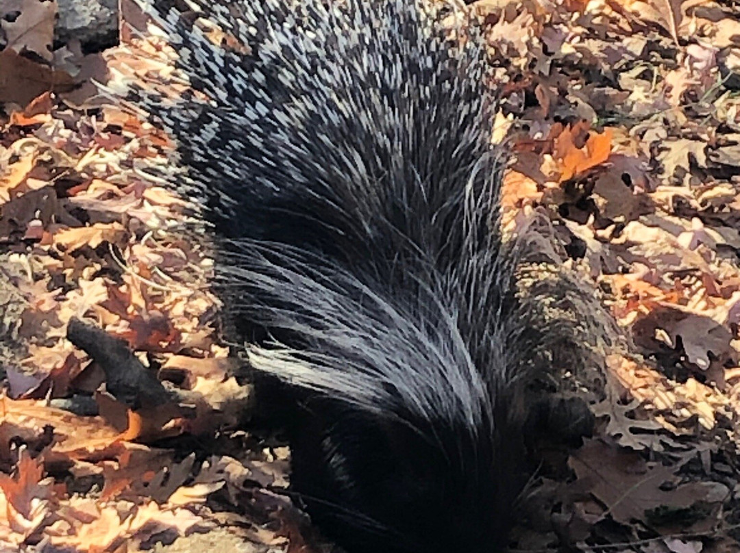 Potter Park Zoo-兰辛必去景点