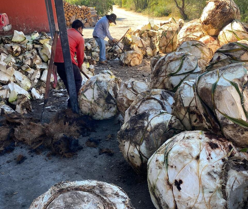 Palenque Mal De Amor-Tlacolula必去景点