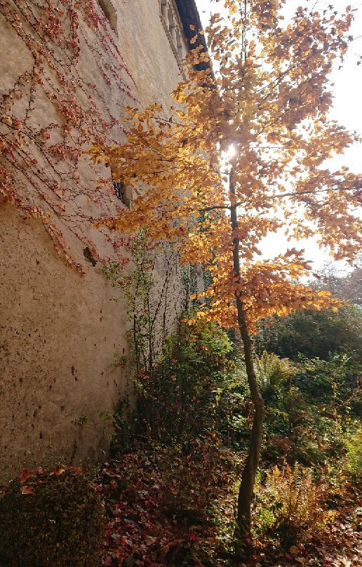 Schloss Hallegg景点图片