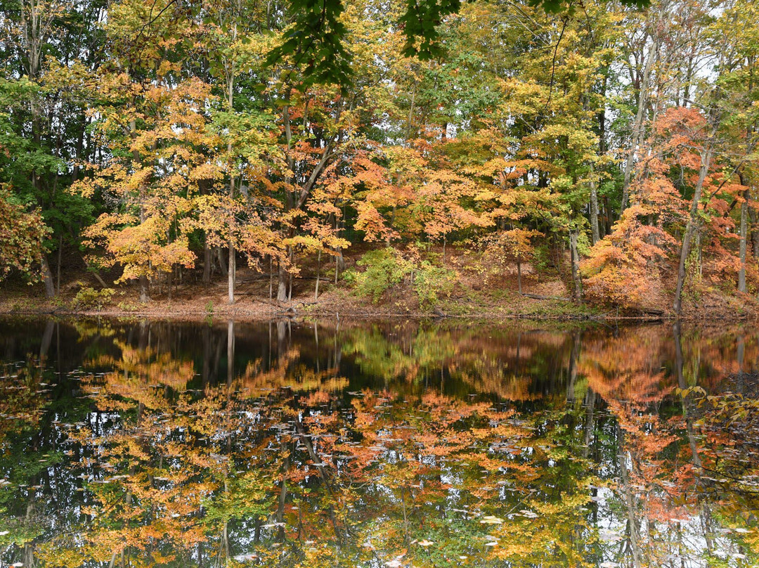 Dividend Pond-罗基希尔必去景点