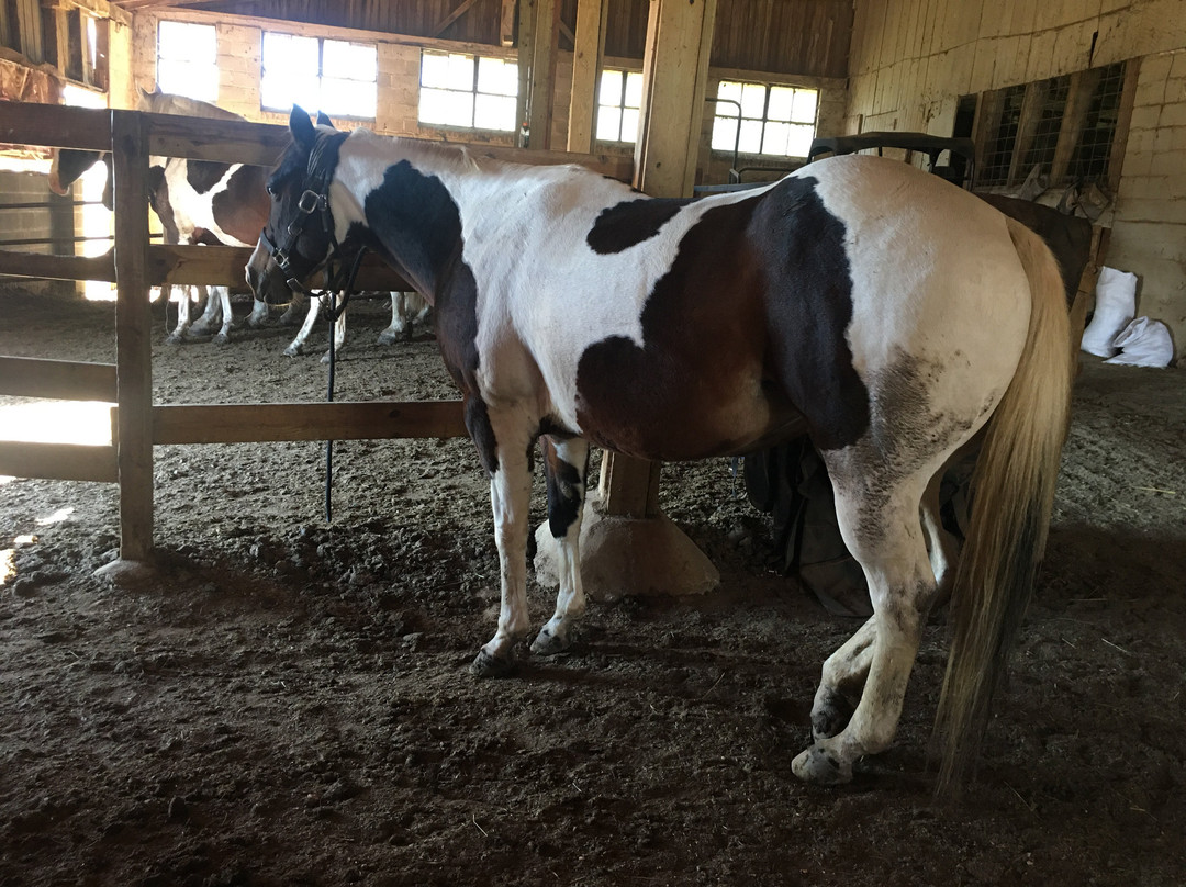 Painted Horse Ranch-埃尔克顿必去景点