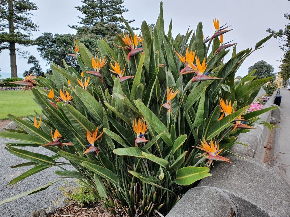 Marine Parade-纳皮尔必去景点