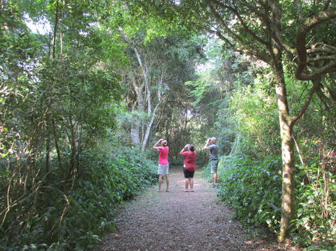 St Lucia Birding Tours- Ian Ferreira-圣露西亚必去景点