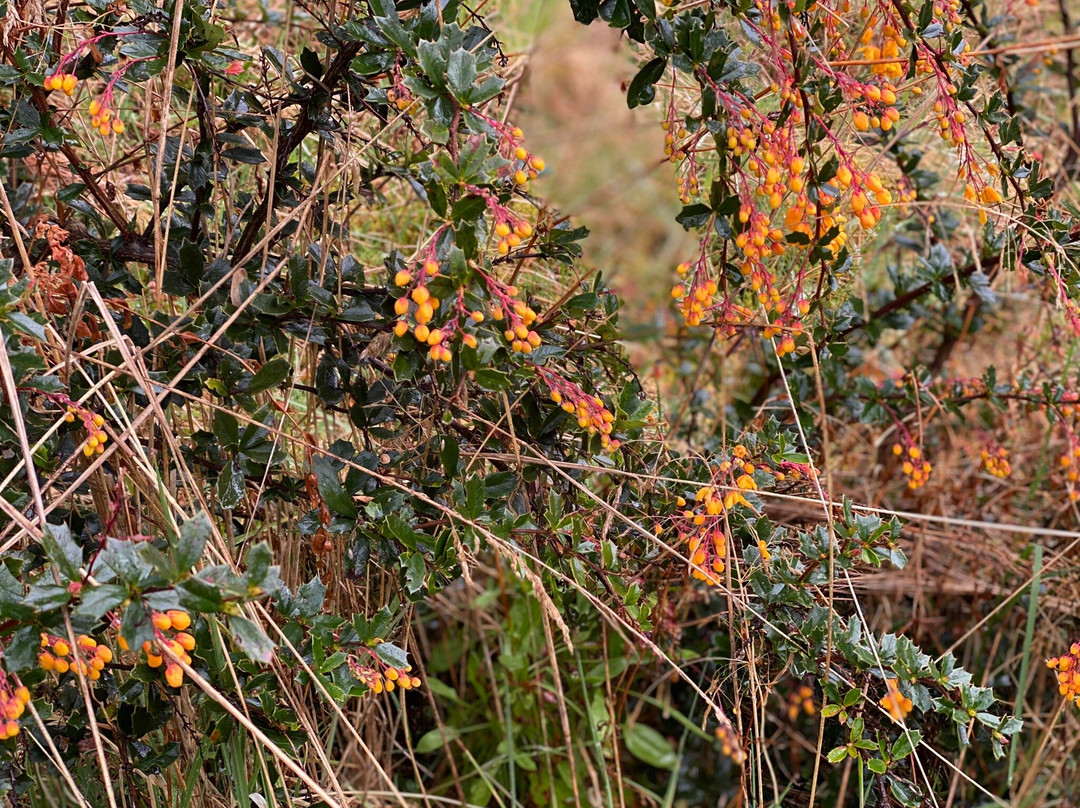 Parque Tagua Tagua-Cochamo必去景点