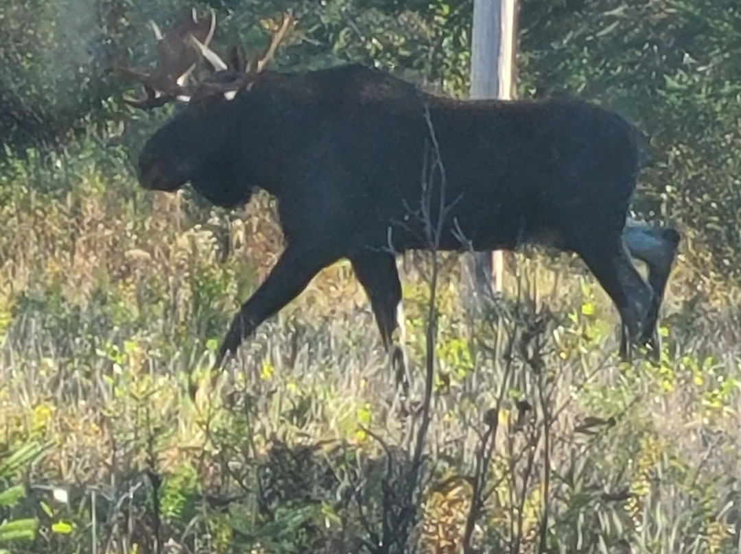 Spillover Motel主图