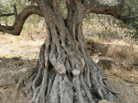 Olias旅游攻略图片