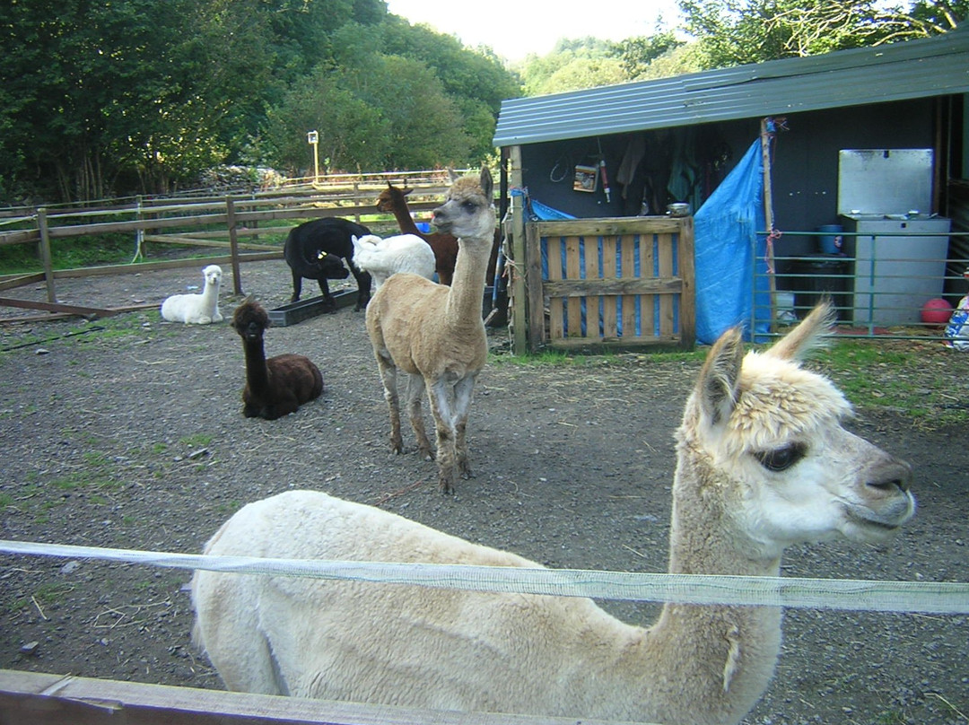 Snowdonia Alpacas景点图片