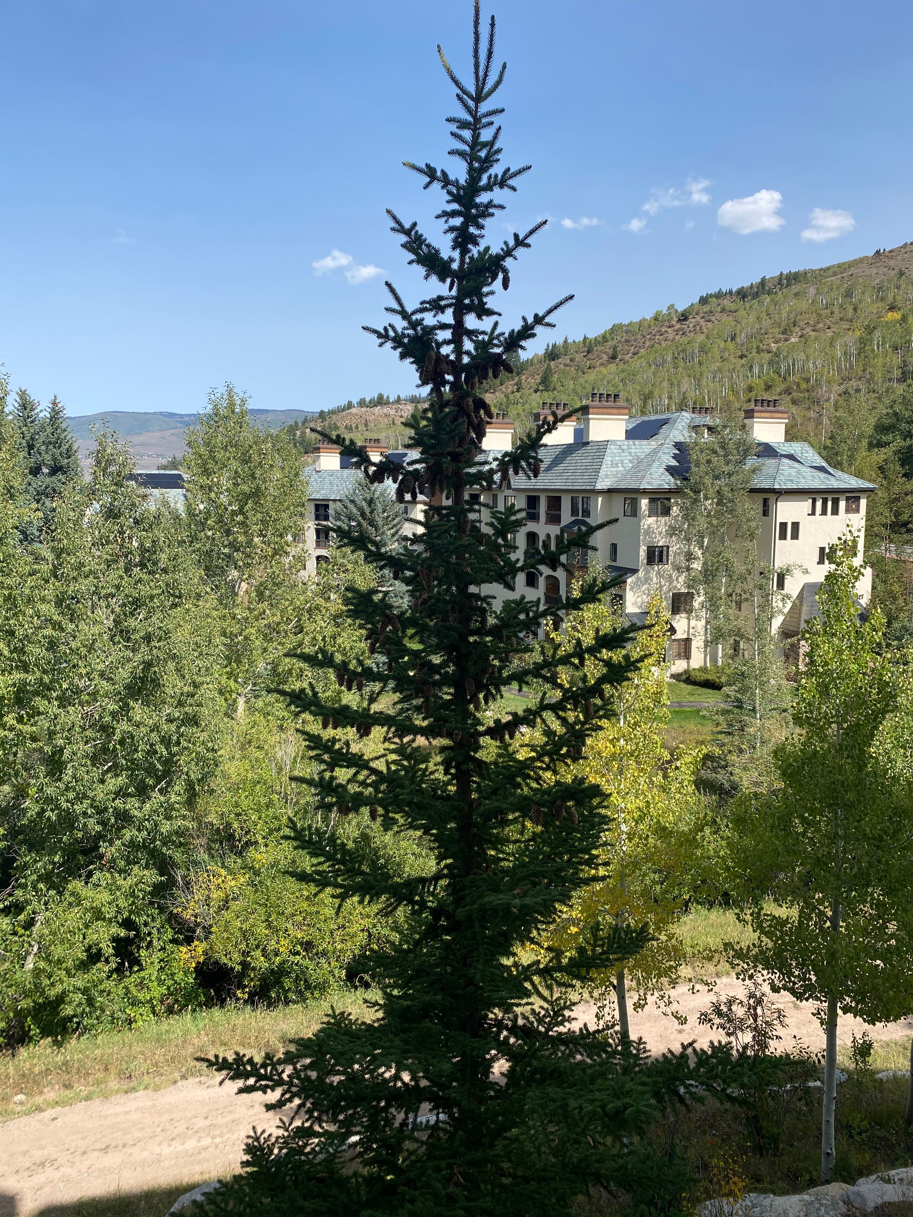 The Residences At Mountain Lodge-酒店景观