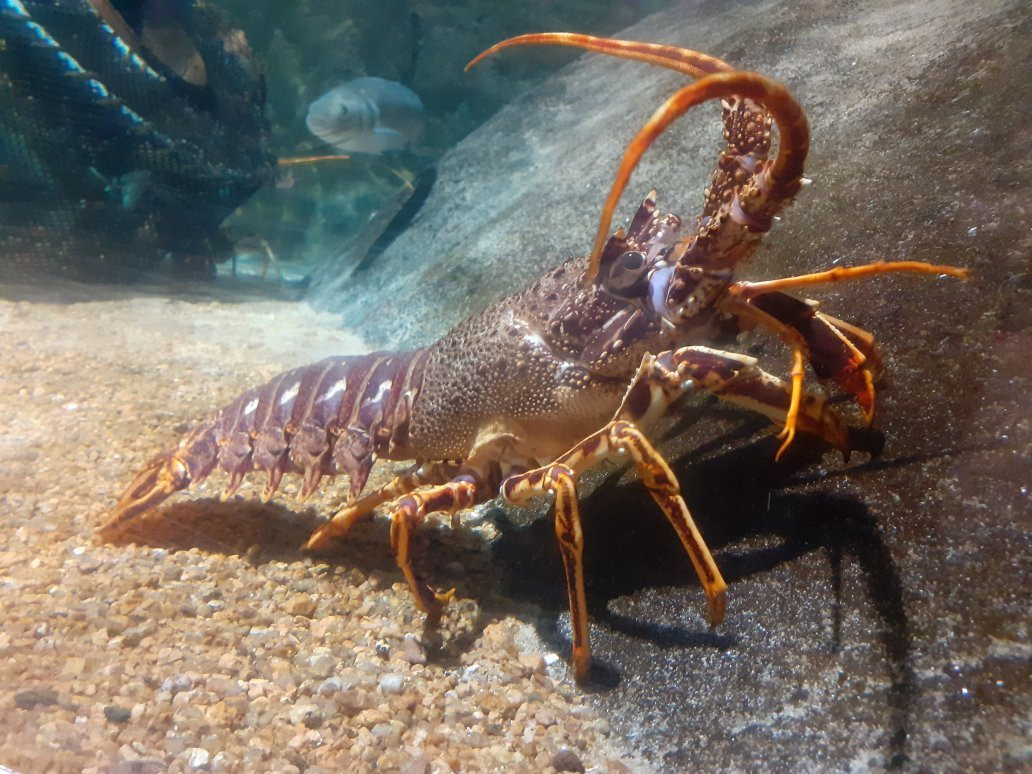 Aquarium Marin De Tregastel景点图片