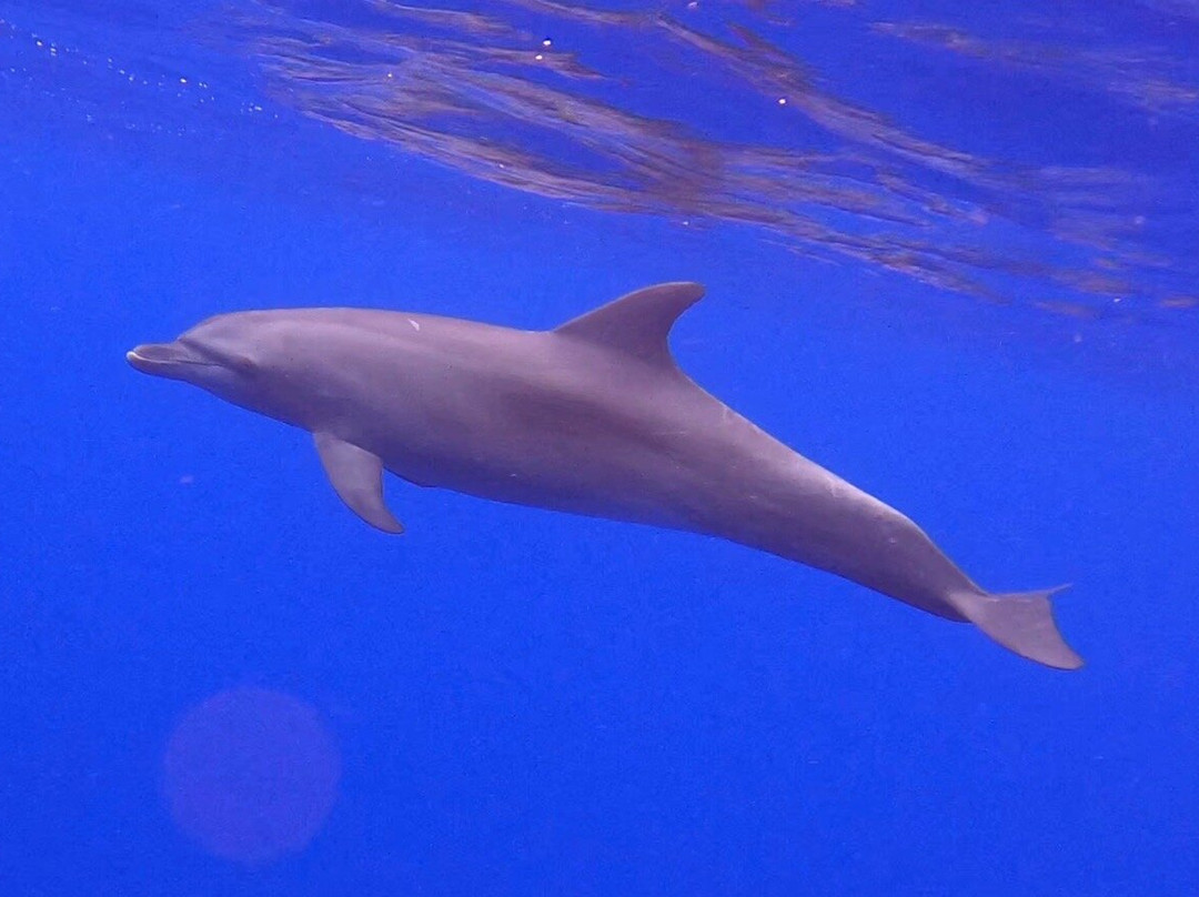 Rangiroa Diving Center景点图片