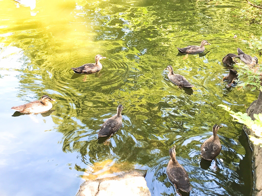 Sanshinomori Park-杉并区必去景点
