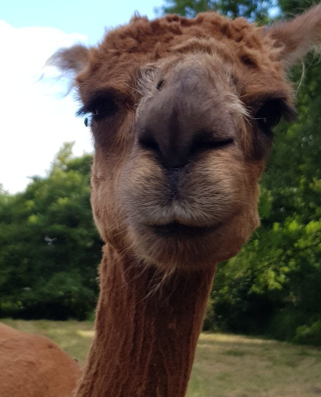 Cria Alpaga景点图片