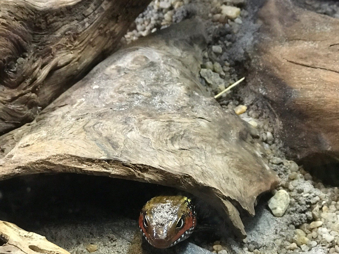 Vivarium Elapsoidea-梅林必去景点