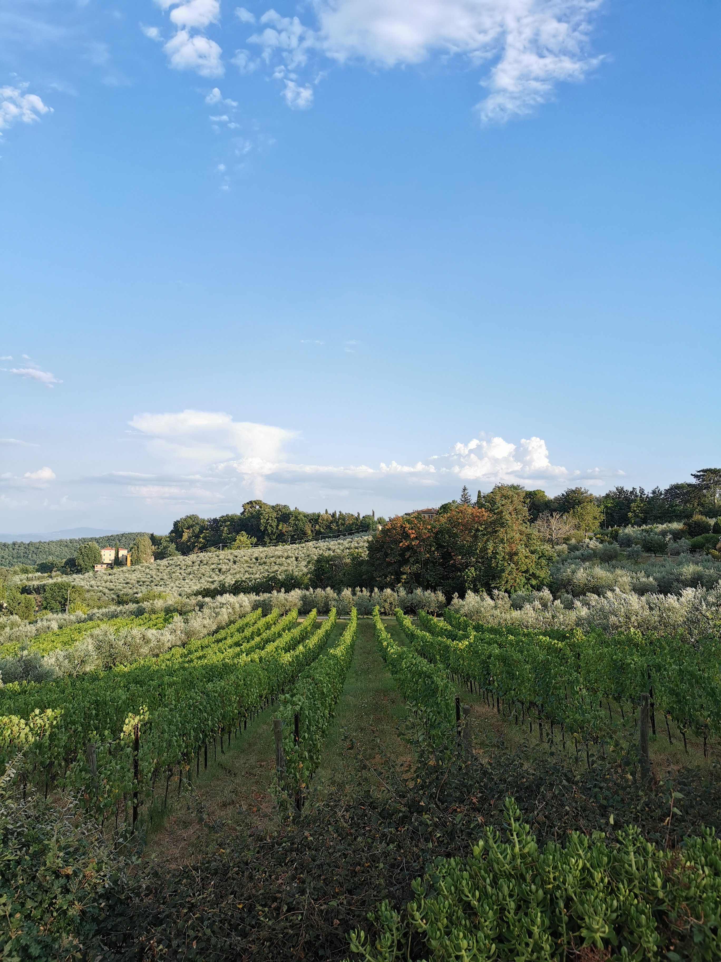 Fattoria San Martino-浴室