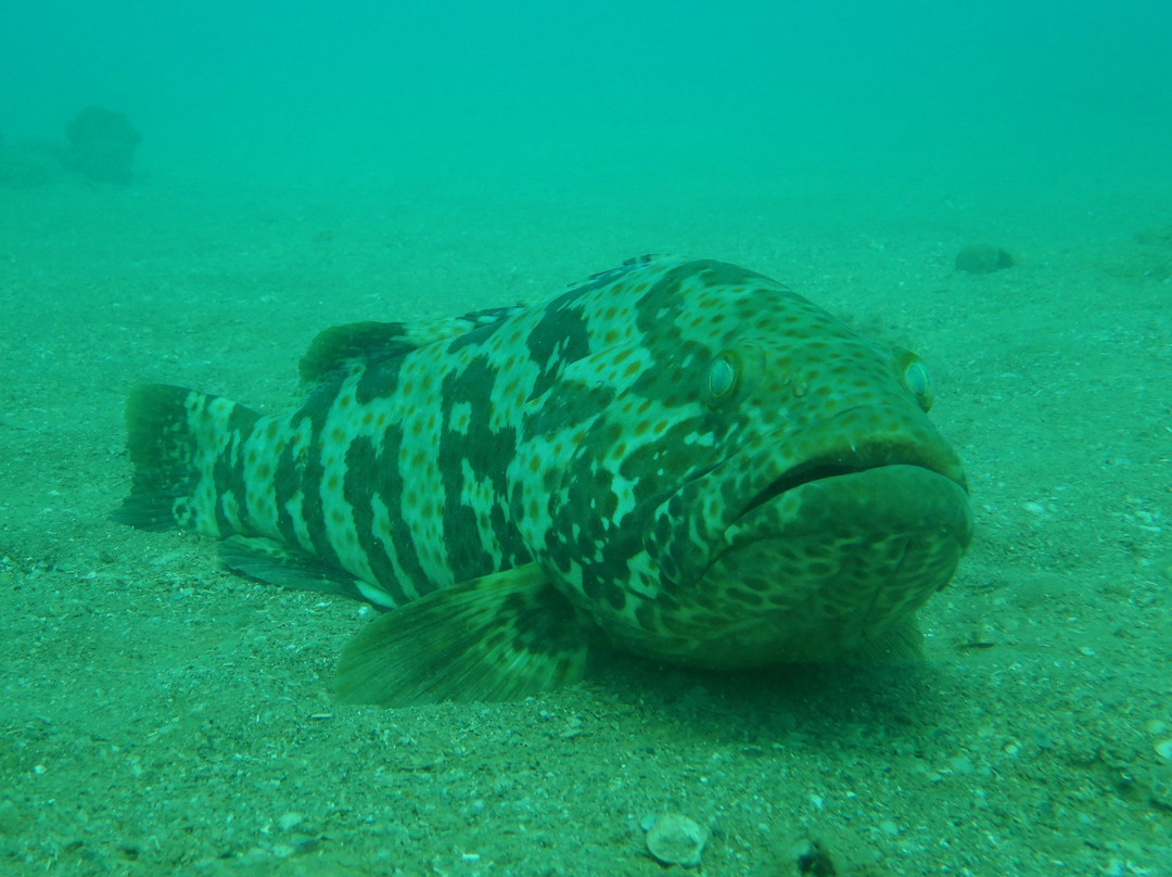 Pilbara Dive And Tours景点图片