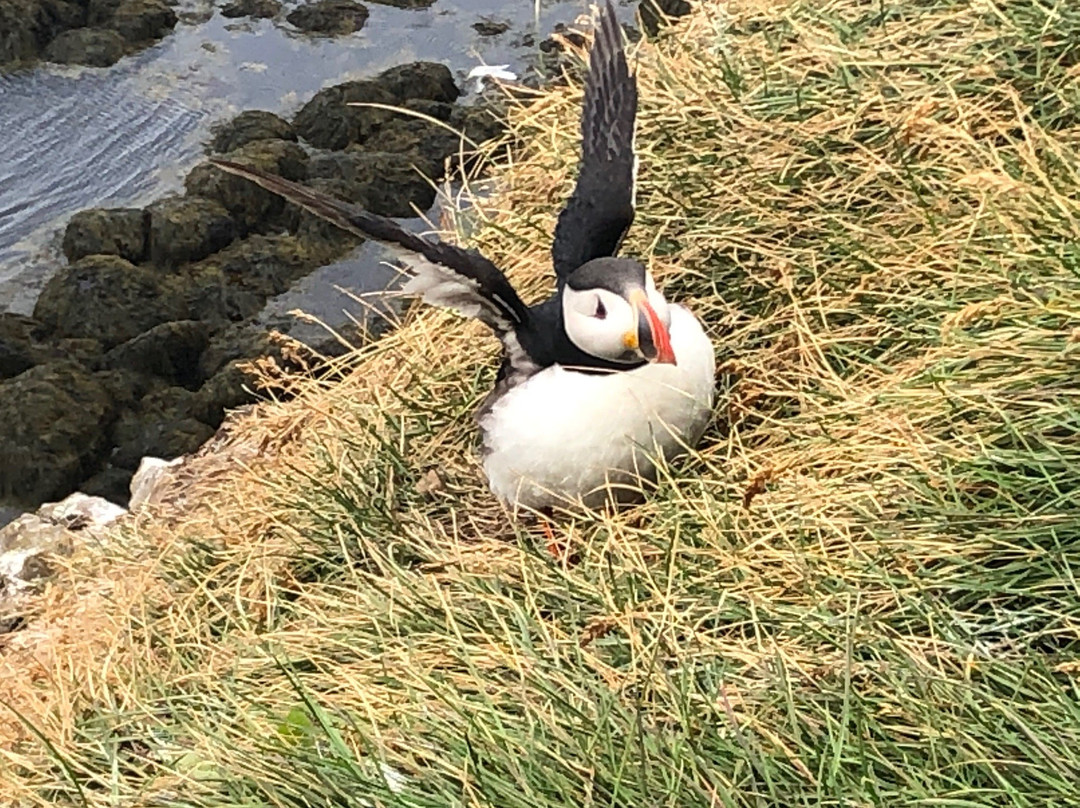 Latrabjarg bird cliffs景点图片