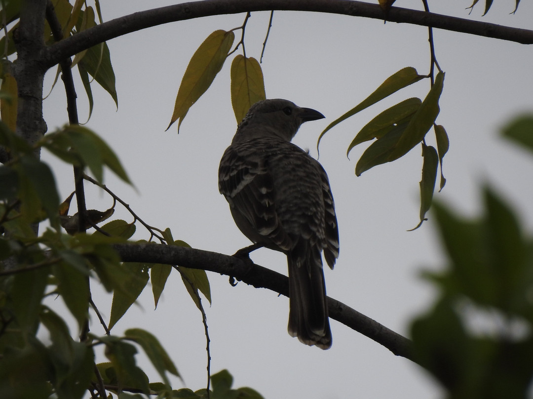 Great Northern Tours-库克敦必去景点